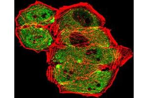 Immunofluorescence analysis of Hela cells using GRM7 mouse mAb (green).