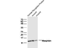 Lane1: Human Myoglobin Protein lysates Lane 2: mouse muscle lysates Lane 3: mouse muscle lysates probed with Myoglobin Polyclonal Antibody, Unconjugated  at 1:300 dilution and 4˚C overnight incubation. (Myoglobin anticorps  (AA 2-154))
