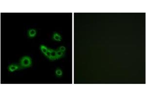 Immunofluorescence (IF) image for anti-G Protein-Coupled Receptor 172B (GPR172B) (AA 235-284) antibody (ABIN2891075) (GPR172B anticorps  (AA 235-284))