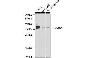 Western blot analysis of extracts of various cell lines using POLR2C Polyclonal Antibody at dilution of 1:1000. (POLR2C anticorps)