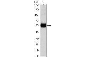 Western Blot showing CDKN1B antibody used against CDKN1B (AA: 1-198)-hIgGFc transfected HEK293 cell lysate. (CDKN1B anticorps)