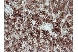 Image no. 9 for anti-Tripartite Motif Containing 44 (TRIM44) antibody (ABIN1501505) (TRIM44 anticorps)