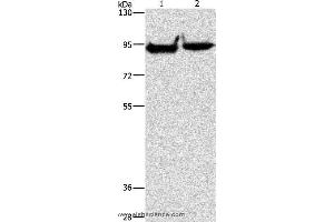 Western blot analysis of Mouse heart and brain tissue, using MARK1 Polyclonal Antibody at dilution of 1:500 (MARK1 anticorps)