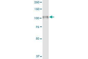 Immunoprecipitation of NLGN4X transfected lysate using anti-NLGN4X MaxPab rabbit polyclonal antibody and Protein A Magnetic Bead , and immunoblotted with NLGN4X purified MaxPab mouse polyclonal antibody (B01P) .
