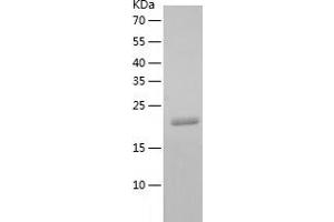 Western Blotting (WB) image for Pallidin Homolog (PLDN) (AA 1-172) protein (His tag) (ABIN7124302)