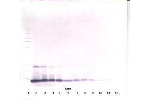 Image no. 1 for anti-Interleukin 4 (IL4) antibody (ABIN465482) (IL-4 anticorps)