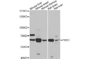 Western blot analysis of extracts of various cell lines, using PMS1 antibody. (PMS1 anticorps)