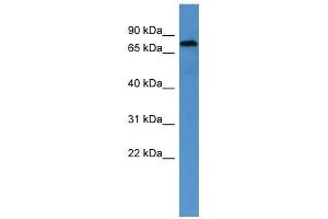 ACO2 antibody used at 1 ug/ml to detect target protein.