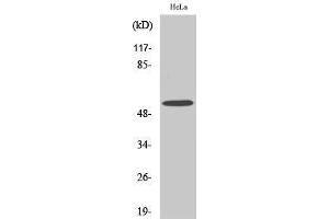 Western Blotting (WB) image for anti-Mixed Lineage Kinase Domain-Like (MLKL) (N-Term) antibody (ABIN3185589) (MLKL anticorps  (N-Term))