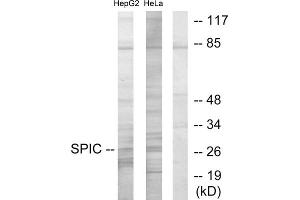 Western blot analysis of extracts from HepG2 cells and HeLa cells, using SPIC antibody.