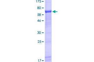 Image no. 1 for Ubiquitin Associated and SH3 Domain Containing, A (UBASH3A) (AA 1-451) protein (GST tag) (ABIN1324314)