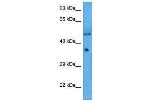 Host:  Rabbit  Target Name:  KLF5  Sample Tissue:  Mouse Pancreas  Antibody Dilution:  1ug/ml
