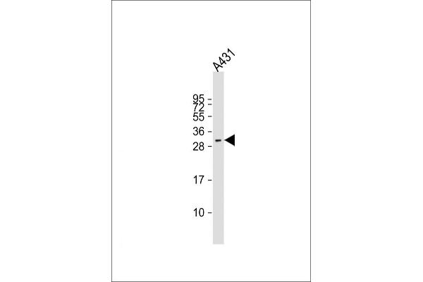 FSTL3 anticorps  (C-Term)