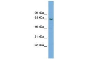 Image no. 1 for anti-gamma-Glutamyltransferase 2 (gGT2) (AA 51-100) antibody (ABIN6746302) (gGT2 anticorps  (AA 51-100))