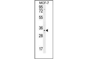 Western blot analysis of OR6C4 Antibody (C-term) in MCF-7 cell line lysates (35ug/lane). (OR6C4 anticorps  (C-Term))