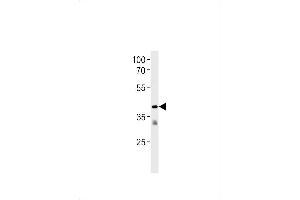 TR2 Antibody (N-term) (ABIN1881866 and ABIN2843381) western blot analysis in Jurkat cell line lysates (35 μg/lane). (GPR58 anticorps  (N-Term))