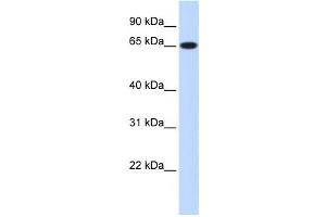Western Blotting (WB) image for anti-Ribophorin 1 (RPN1) antibody (ABIN2458496) (RPN1 anticorps)