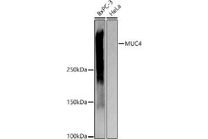 Western blot analysis of extracts of various cell lines, using MUC4 antibody (ABIN7268693) at 1:1000 dilution. (MUC4 anticorps)