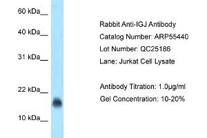 Western Blotting (WB) image for anti-Immunoglobulin J Polypeptide, Linker Protein For Immunoglobulin alpha and mu Polypeptides (IGJ) (N-Term) antibody (ABIN2786212) (IGJ anticorps  (N-Term))