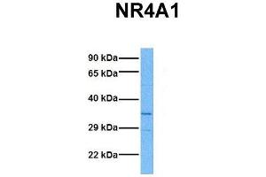 Host:  Rabbit  Target Name:  NR4A1  Sample Tissue:  Human Hela  Antibody Dilution:  1.