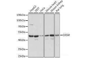 Western blot analysis of extracts of various cell lines using OXSM Polyclonal Antibody at dilution of 1:1000. (OXSM anticorps)