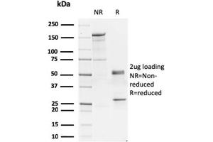 SDS-PAGE Analysis of Purified GATA-3 Mouse Monoclonal Antibody (GATA3/2445). (GATA3 anticorps  (AA 357-436))
