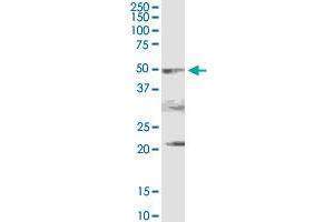 PDHA2 MaxPab rabbit polyclonal antibody.