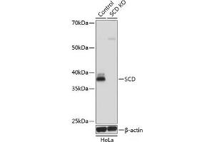 Western blot analysis of extracts from normal (control) and SCD knockout (KO) HeLa cells using SCD Polyclonal Antibody at dilution of 1:1000. (SCD anticorps)