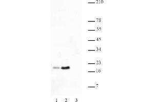 Histone H2B acetyl Lys46 pAb tested by Western blot.