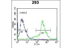 Flow cytometric analysis of 293 cells (right histogram) compared to a negative control cell (left histogram). (Kallikrein 6 anticorps  (AA 126-156))