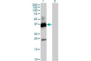 Western Blot analysis of CD300A expression in transfected 293T cell line by CD300A MaxPab polyclonal antibody. (CD300a anticorps  (AA 1-299))