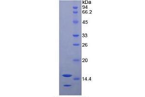 SDS-PAGE of Protein Standard from the Kit  (Highly purified E. (Neurotrophin 3 Kit ELISA)