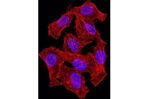 Immunofluorescence analysis of Hela cells using NAGR1 mouse mAb (green).