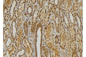ABIN6278471 at 1/100 staining Mouse kidney tissue by IHC-P. (CXCL3 anticorps  (C-Term))