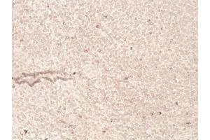 Immunohistochemistry analysis of human tonsil tissue (20x) using LAG-3 (human) recombinant mAb (L4-PL33), at a dilution of 1:50. (LAG3 anticorps  (N-Term))