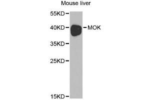 Western blot analysis of extracts of mouse liver, using MOK antibody. (MOK anticorps)