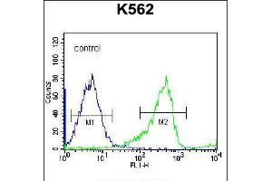 Flow cytometric analysis of K562 cells (right histogram) compared to a negative control cell (left histogram). (PCDHB14 anticorps  (N-Term))