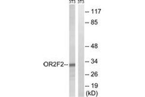 Western Blotting (WB) image for anti-Olfactory Receptor, Family 2, Subfamily F, Member 2 (OR2F2) (AA 93-142) antibody (ABIN2891136) (OR2F2 anticorps  (AA 93-142))