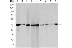 Western blot analysis using ACTA2 mouse mAb against Hela (1), Jurkta (2), HepG2 (3), MCF-7 (4), A431 (5), A549 (6), PC-12 (7), NIH/3T3 (8) and Cos7 (9) cell lysate.