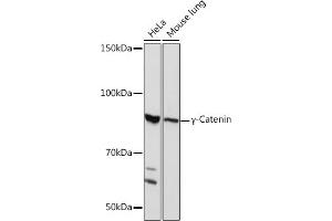 Western blot analysis of extracts of various cell lines, using γ-Catenin Rabbit mAb (ABIN1683043, ABIN3018625, ABIN3018626 and ABIN7101634) at 1:1000 dilution. (JUP anticorps)