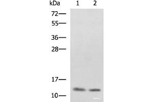 Western blot analysis of SKOV3 and Raji cell lysates using PHF5A Polyclonal Antibody at dilution of 1:800 (PHF5A anticorps)