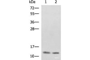 Western blot analysis of SKOV3 and Raji cell lysates using PHF5A Polyclonal Antibody at dilution of 1:800