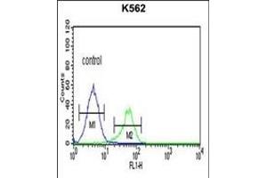 CTSE Antibody (Center) (ABIN390486 and ABIN2840847) flow cytometric analysis of K562 cells (right histogram) compared to a negative control cell (left histogram). (Cathepsin E anticorps  (AA 157-187))