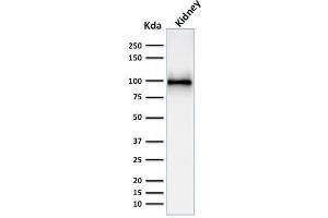 Western Blot Analysis of kidney tissue lysate using CD10 Mouse Monoclonal Antibody (MME/1892).