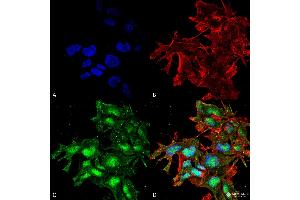 Immunocytochemistry/Immunofluorescence analysis using Rabbit Anti-ATG2A Polyclonal Antibody . (ATG2A anticorps  (C-Term) (APC))