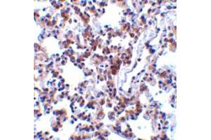 Immunohistochemistry of BCAP31 in rat lung tissue with BCAP31 polyclonal antibody  at 2 ug/mL . (BCAP31 anticorps  (C-Term))