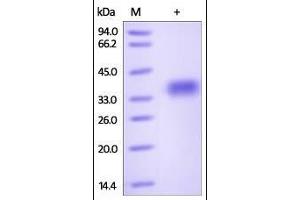 Mouse GPA33, His Tag on SDS-PAGE under reducing (R) condition. (GPA33 Protein (AA 22-235) (His tag))