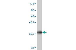 Western Blot detection against Immunogen (34.