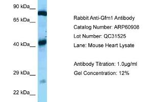 Western Blotting (WB) image for anti-G-Elongation Factor, Mitochondrial 1 (GFM1) (C-Term) antibody (ABIN2788619) (GFM1 anticorps  (C-Term))