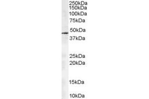 Western Blotting (WB) image for anti-Alpha Centractin (ACTR1A) (AA 363-375) antibody (ABIN294628) (ACTR1A anticorps  (AA 363-375))